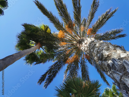Bottom view of a date palm tree with ripe orange dates against a blue sky.