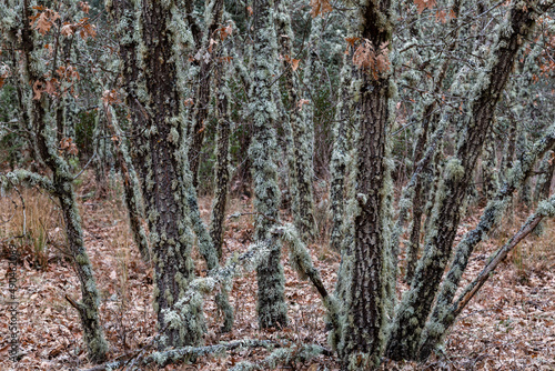 Pyrenean oak trunks and lichens. Quercus pyrenaica. photo