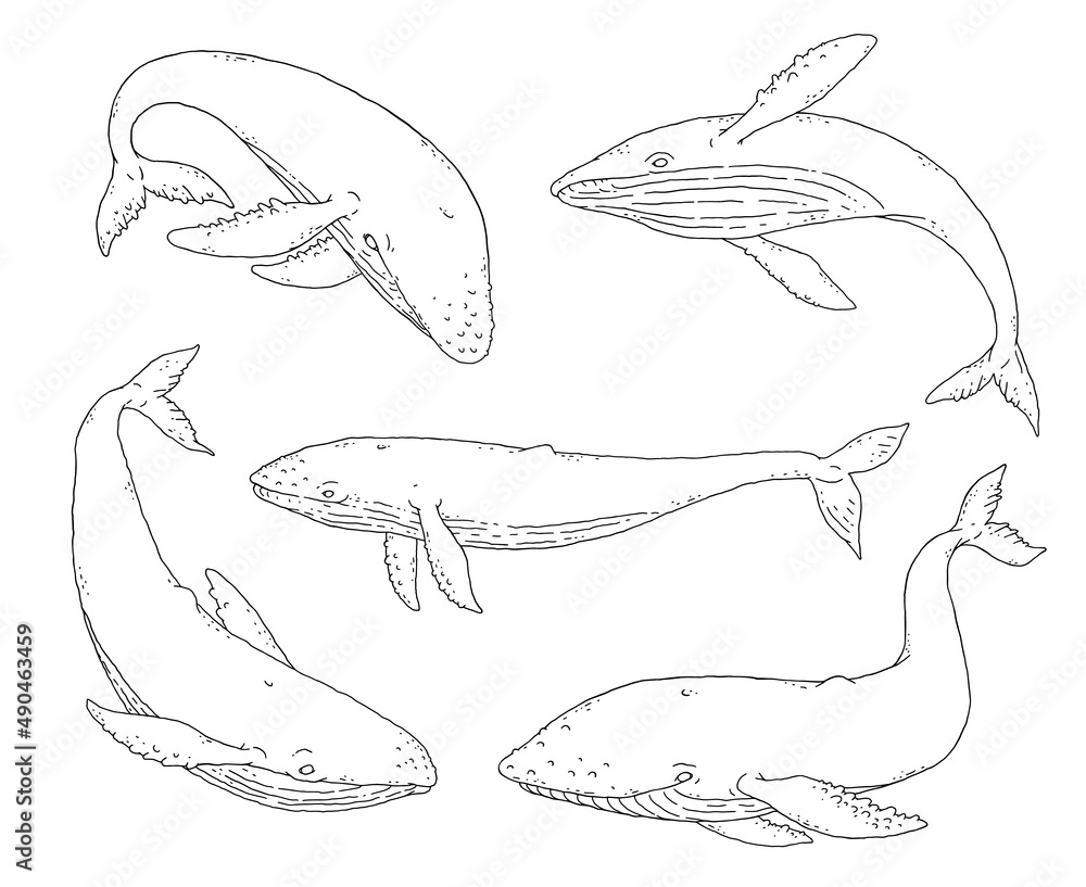 Fototapeta premium Whale black white set. Jumping playful aquatic animal sketch line doodle vector Illustration.