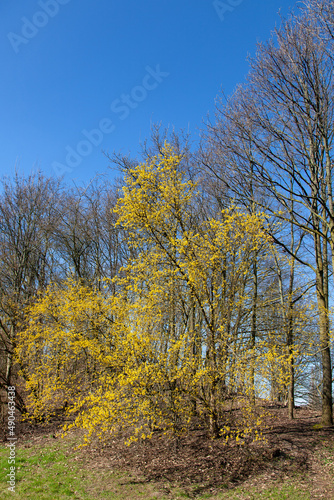 Yellow flowering tree spring park sunny day