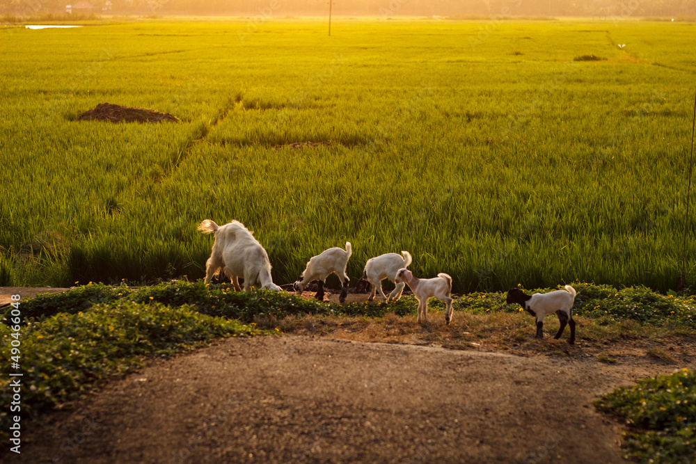 Fototapeta premium sheep in the field