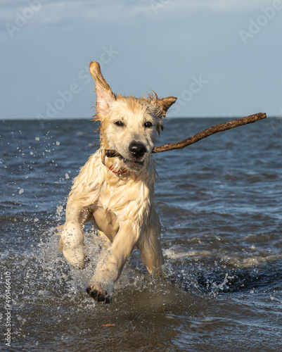Cute puppy retrieving a stick playing in the ocean