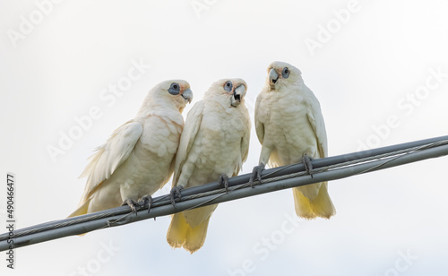Fotografija Three White Parrots on a powerline - Little Corella - Cacatua sanguinea