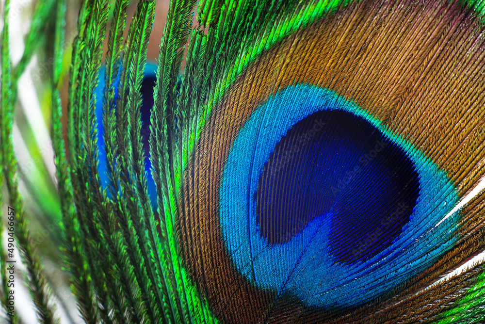 Fototapeta premium background created from peacock feather