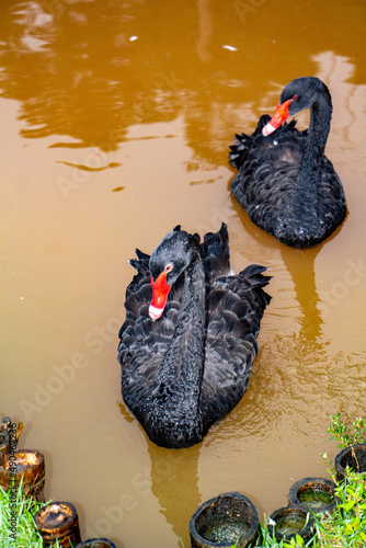 black and white ducks
