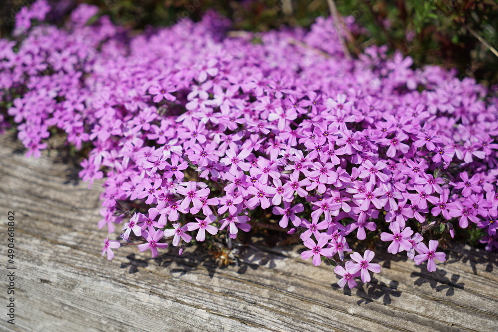 芝桜(シバザクラ)
芝桜(シバザクラ)
