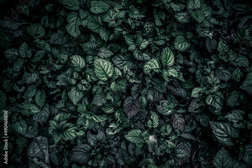 Nature background flat lay of green leaves with vintage filter
