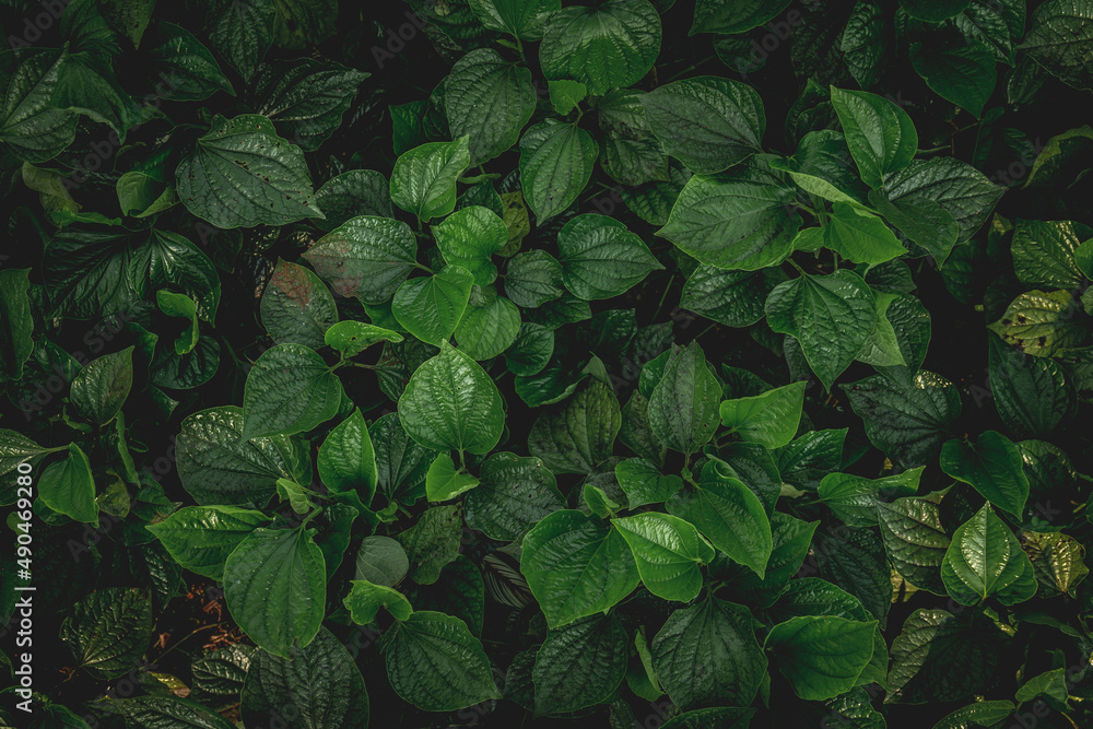 Nature background flat lay of green leaves with vintage filter Nature background flat lay of green leaves with vintage filter