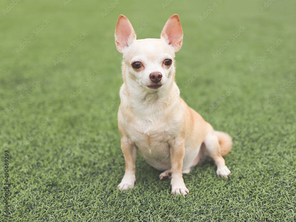 brown chihuahua dog sitting on green grass in morning sunlight. brown chihuahua dog sitting on green grass in morning sunlight.