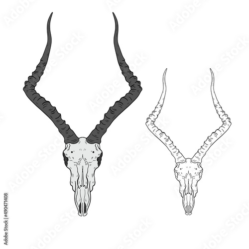 Vector animal skull. hand drawn illustration. Western style logo isolated on white