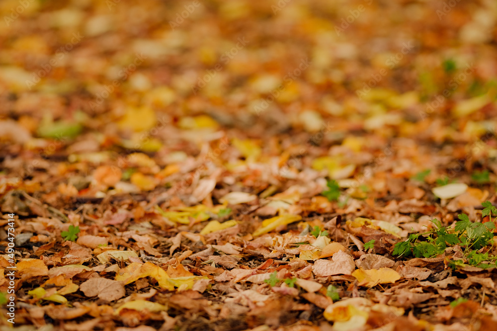 Autumn leaves and foliage concept of tranquility, reflection, romance, poetry, peace, love. Perspective and symmetry. Postcard. Autumn and Future. Long way off. Green-yellow foliage. Autumn leaves and foliage concept of tranquility, reflection, romance, poetry, peace, love. Perspective and symmetry. Postcard. Autumn and Future. Long way off. Green-yellow foliage.