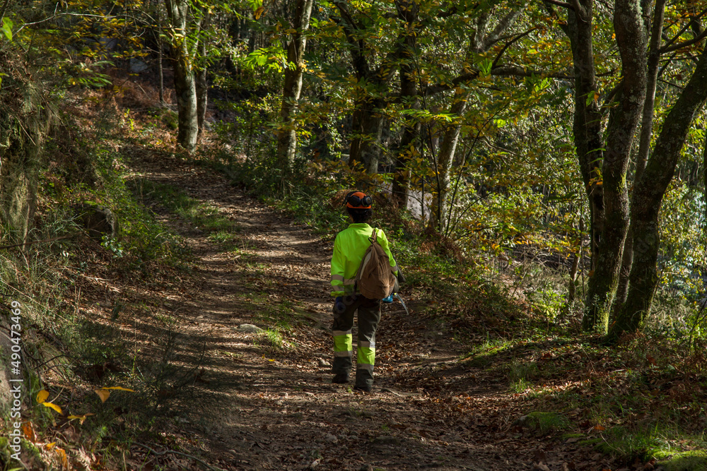 Obraz premium forest woman walking in the woods