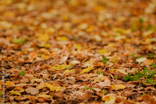 Autumn leaves and foliage concept of tranquility, reflection, romance, poetry, peace, love. Perspective and symmetry. Postcard. Autumn and Future. Long way off. Green-yellow foliage. 