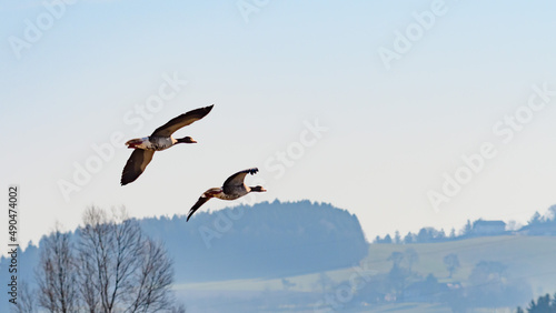 greylag geese (Anser anser) nearby the danube river in ardagger, lower austria © Wolfgang
