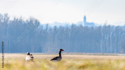 greylag geese (Anser anser) nearby the danube river in ardagger, lower austria
