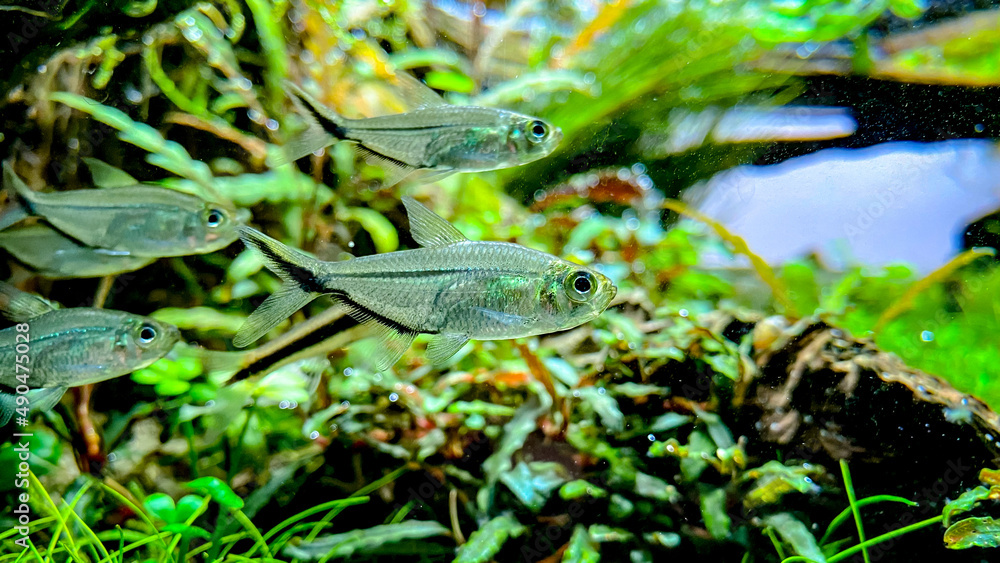 Stockfoto Flock of fish Costae Tetra (Moenkhausia costaea) with Siamese