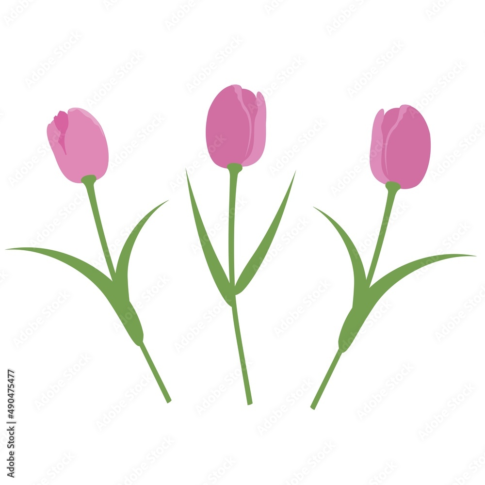 Vector set isolated pink tulips. Tulips in a flat style. Vector elements isolated on white background. Vector set isolated pink tulips. Tulips in a flat style. Vector elements isolated on white background.