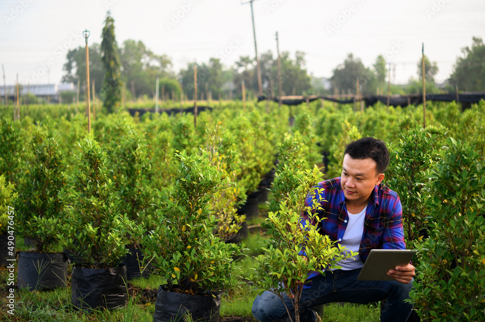 asian farmer using tablet computer in wheat crop field, concept of modern smart farming by using electronics, technology and mobile apps in agricultural production