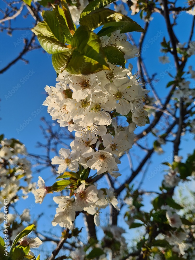 cherry blossom tree