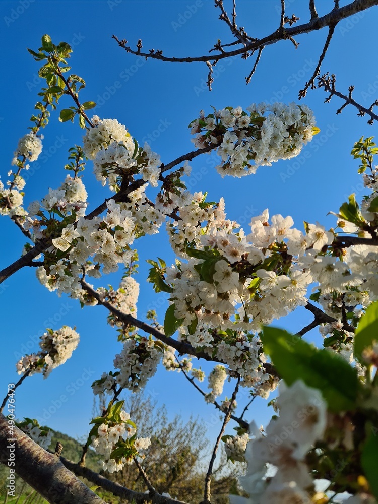 cherry tree blossom