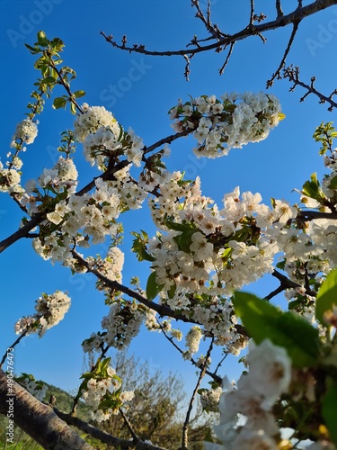 Obraz na płótnie cherry tree blossom w salonie