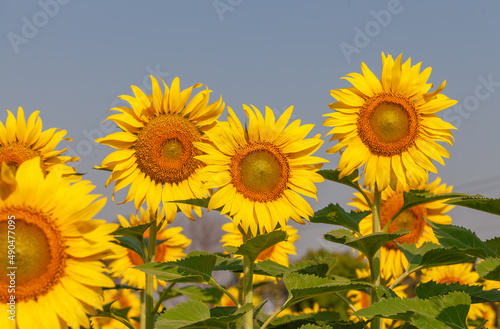 sunflower in field © BigKhem