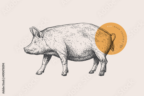 Pig. Retro picture with livestock in engraving style. Can be used for restaurant menu design, market packaging, and labels. Vector vintage illustrations on a light background.