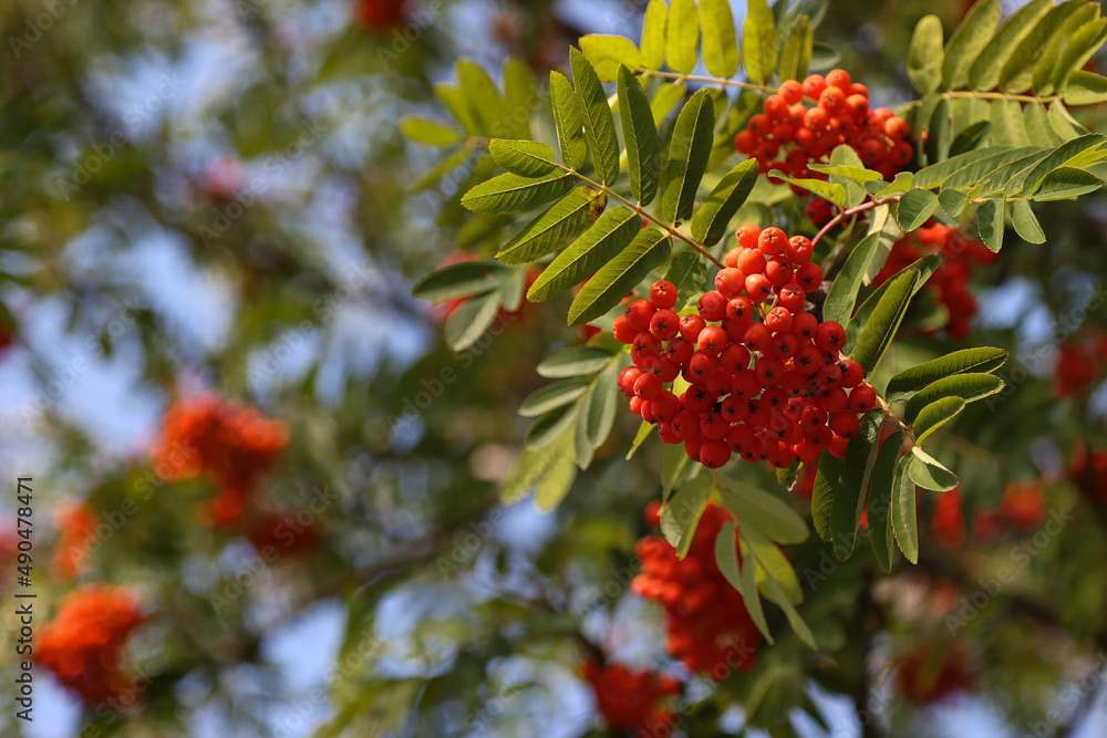 Red rowan fruits.