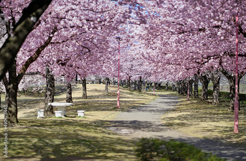 A park in Japan where cherry blossoms are blooming in spring. photo