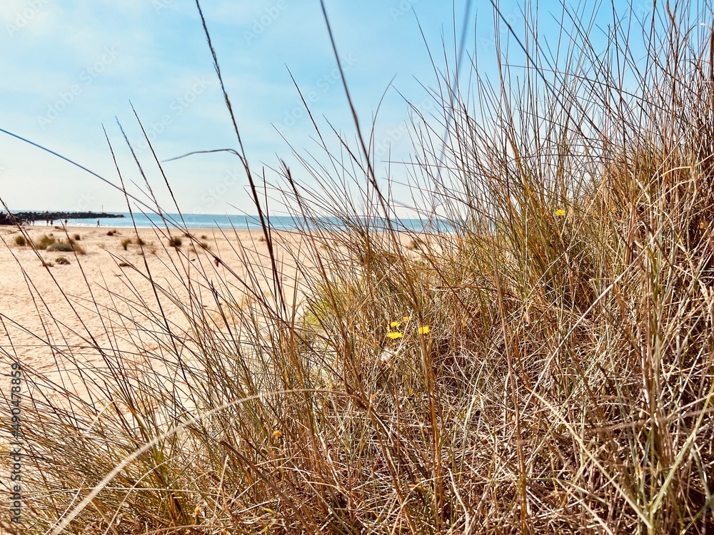 Obraz premium sand dunes on the beach