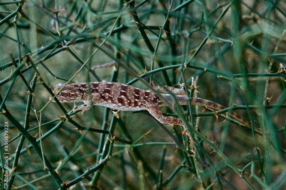 Naklejka premium Thar desert 