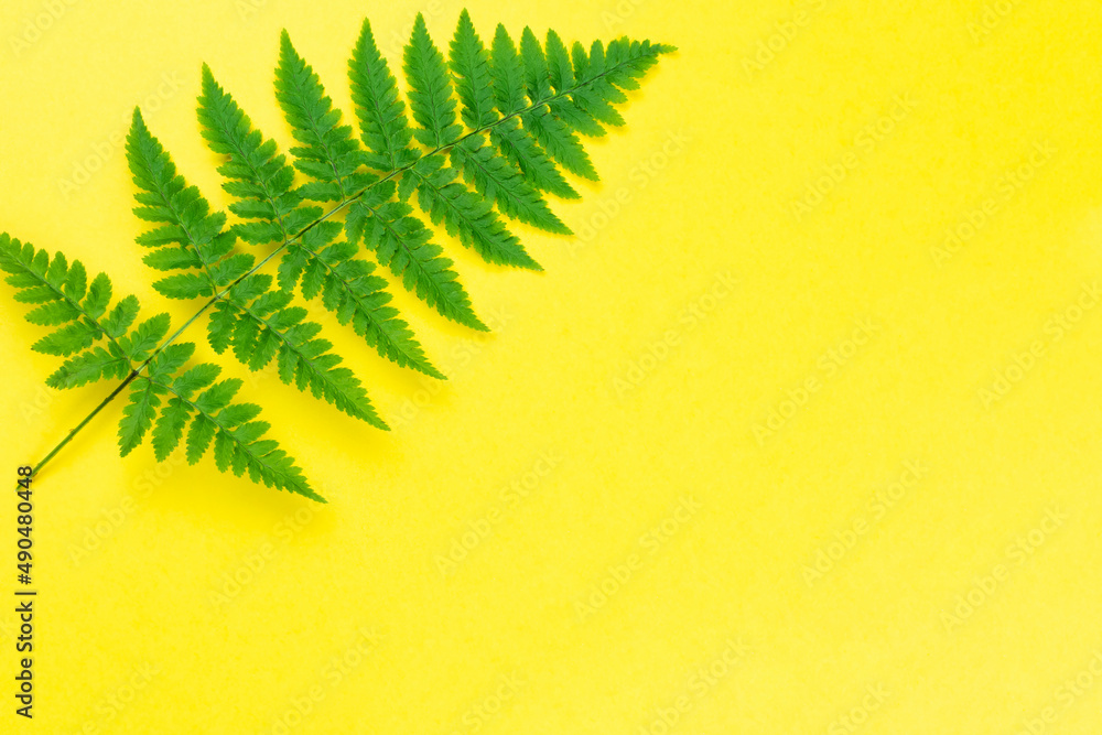 A leaf of green fern on a bright yellow background. Space for text. Copy paste. Tropical summer background.