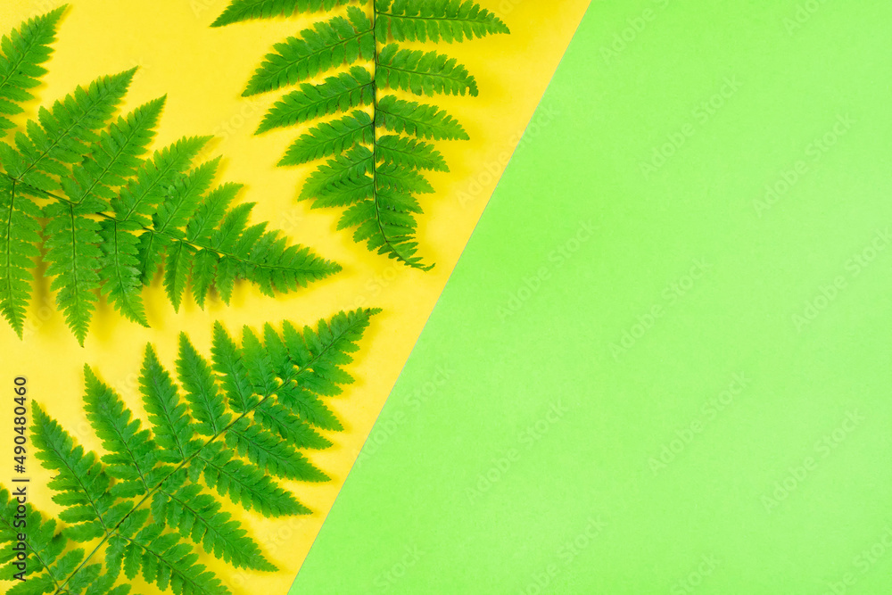 Fern leaves on a yellow and green background with space for text. Tropical summer background. The view from the top. Copy paste.