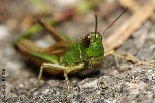 A grasshopper of an intense green color  © Gonzalo