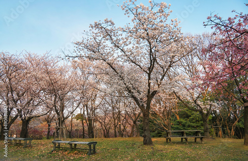 Cherry Corridor in the Higashiyama Zoo and Botanical Garden. Nagoya. Japan photo