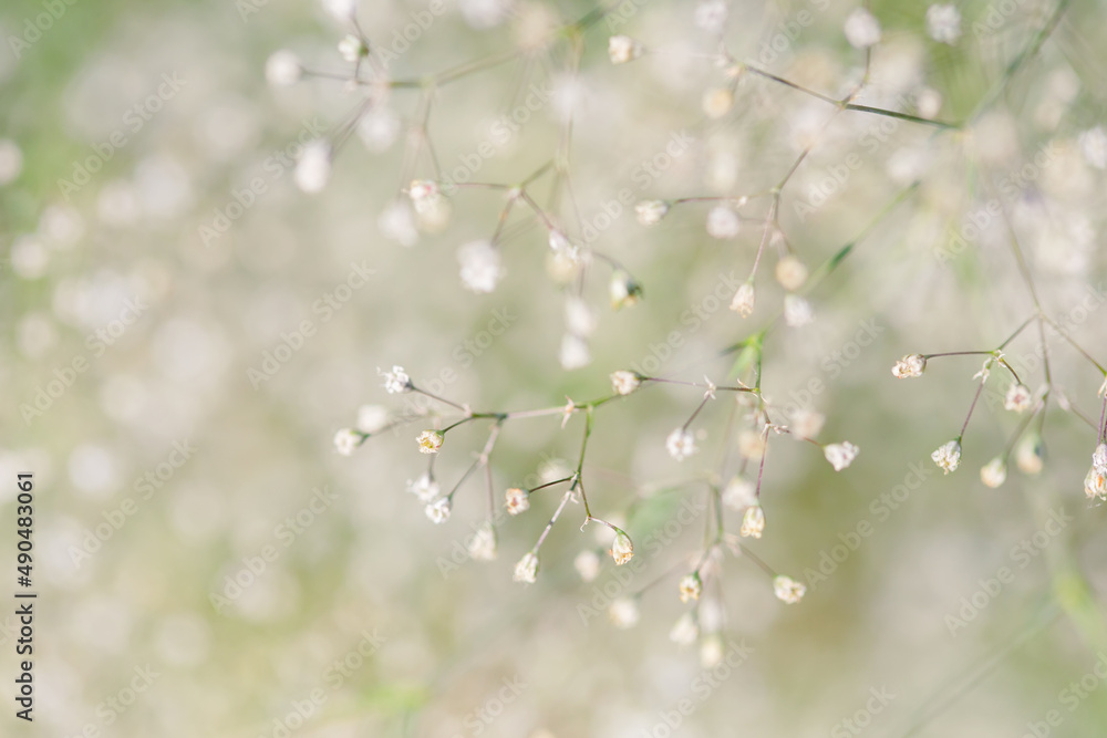 White airy fluffy Gypsophila selective focus photo background good for cards, posters, website decoration etc. White airy fluffy Gypsophila selective focus photo background good for cards, posters, website decoration etc.
