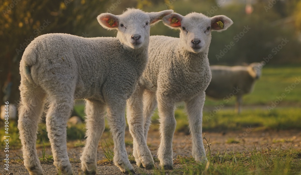 Fototapeta premium Ostern: