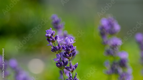 Blooming purple lavender flowers  close-up.