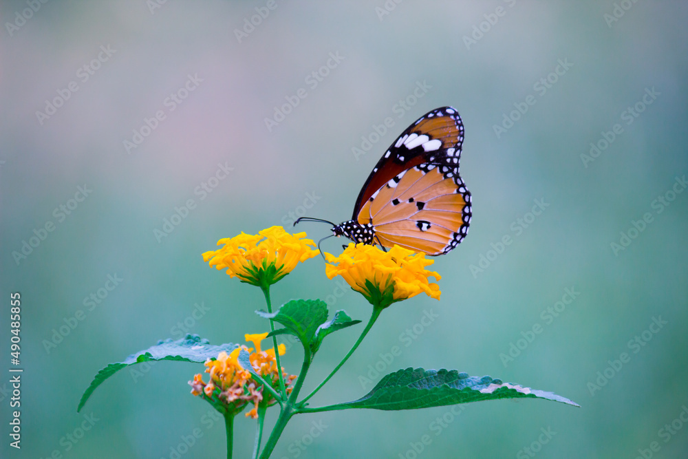  Plain Tiger Danaus chrysippus butterfly visiting flowers in nature during springtime
