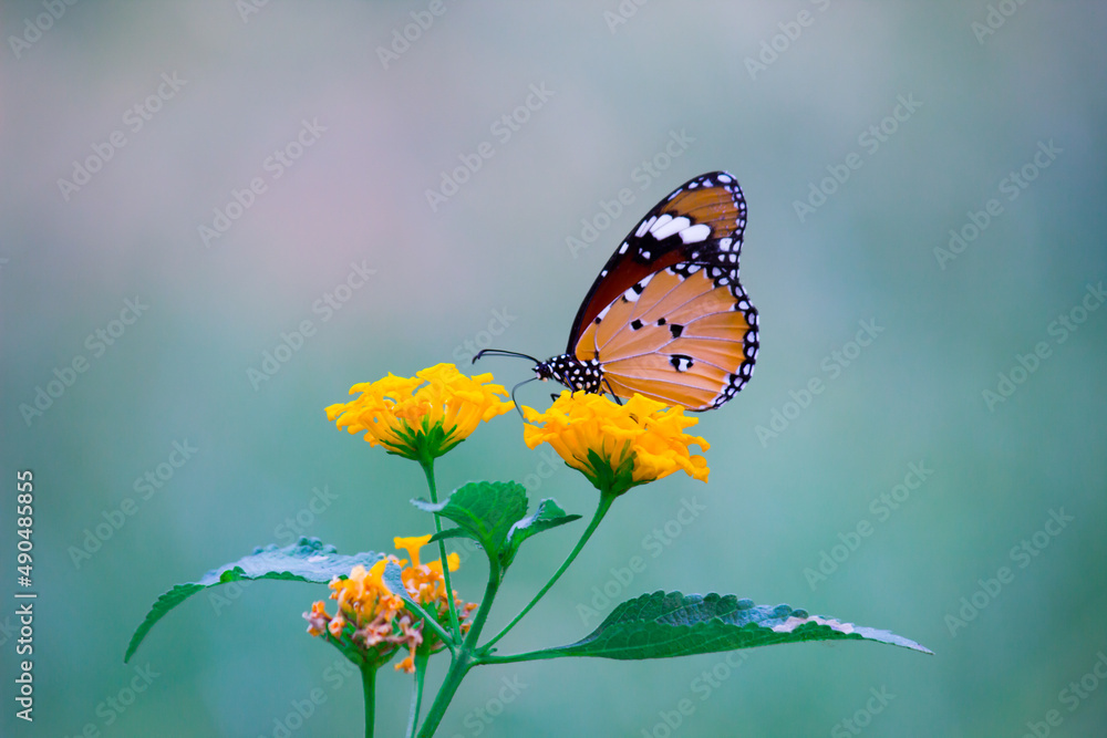 Plain Tiger Danaus chrysippus butterfly visiting flowers in nature during springtime
Plain Tiger Danaus chrysippus butterfly visiting flowers in nature during springtime