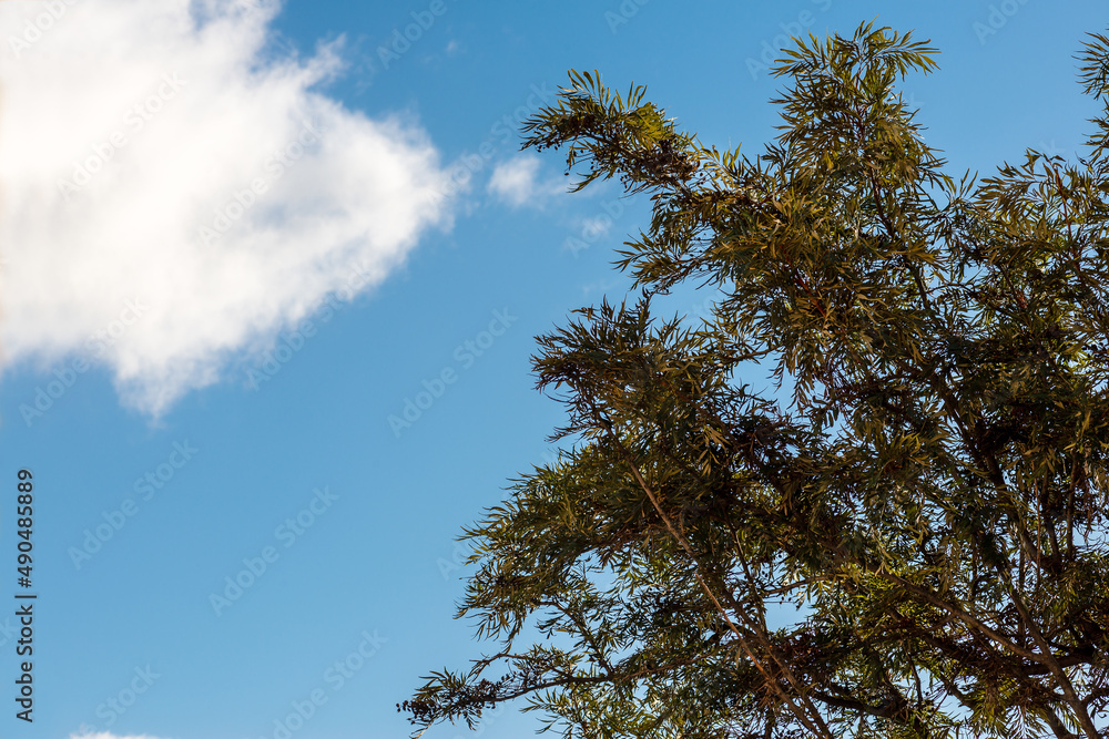 Tree branches at sunset over a blue sky in Tenerife. Canary Islands. Tree branches at sunset over a blue sky in Tenerife. Canary Islands.