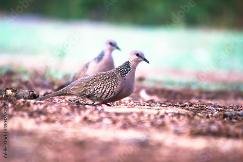 Картината върху платно European Turtle dove Streptopelia turtur turtur adult walking on ground looking for food
