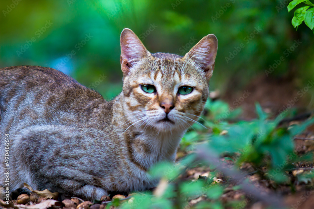 Cute and adorable domestic Cat looking towards camera with shiny green eyes and whiskers