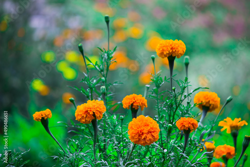 Yellow and orange marigold flowers (Tagetes) in bloom among other flowers in the garden