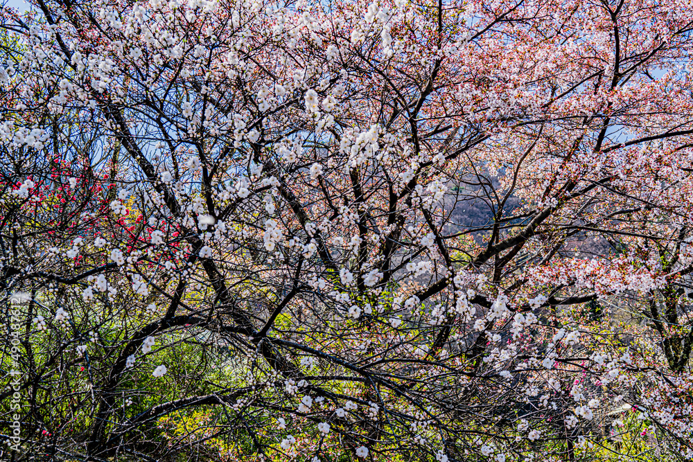 南信州花桃の里　長野県阿智村