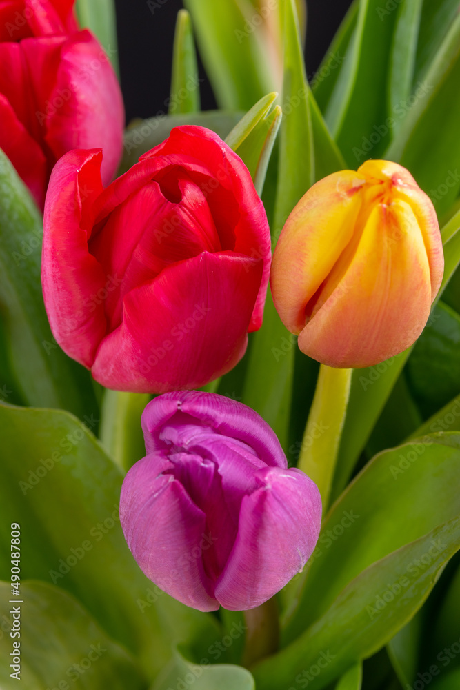 Yellow ,red and pink tulips isolated over a black background Yellow ,red and pink tulips isolated over a black background