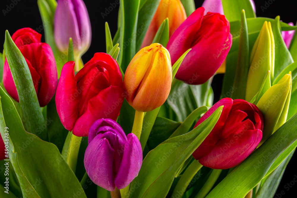 Yellow ,red and pink tulips isolated over a black background Yellow ,red and pink tulips isolated over a black background