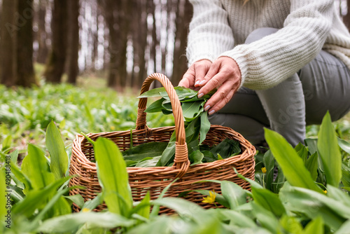 Woman picking wild garlic (allium ursinum) in forest. Harvesting Ramson leaves herb into wicker basket. Herbal harvest