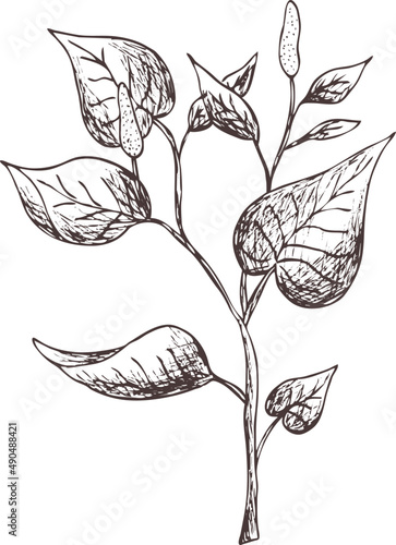 Hand drawn vintage vector sketch. Indian Ayurveda medicinal plant - Trikatu. Contour silhouette on transparent background. Pharmacy naturopathy Eps image for label, package