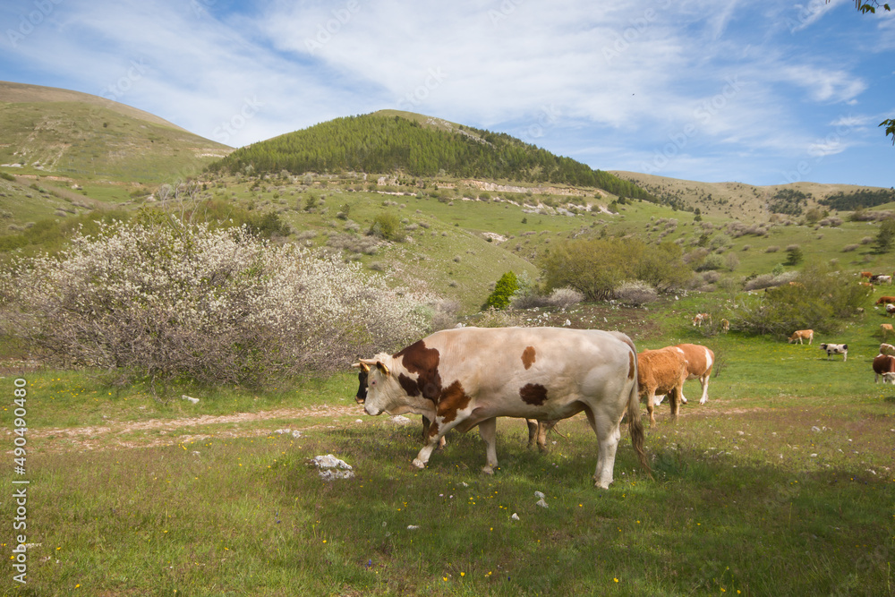 View of livestock in the italian mountains during spring season, Abruzzo View of livestock in the italian mountains during spring season, Abruzzo